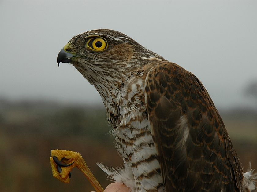 Eurasian Sparrowhawk, Sundre 20060502